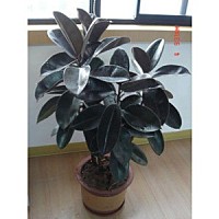 大型绿色植物_产品图库