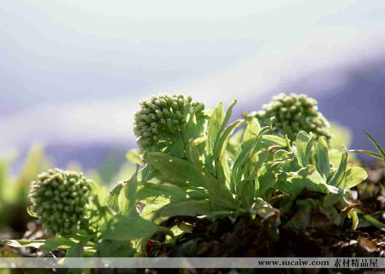 阳光下的绿色植物