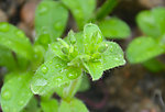 绿色植物图片专题|绿色植物下载