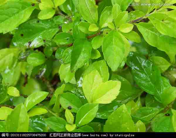 绿色植物|花卉|植物花草