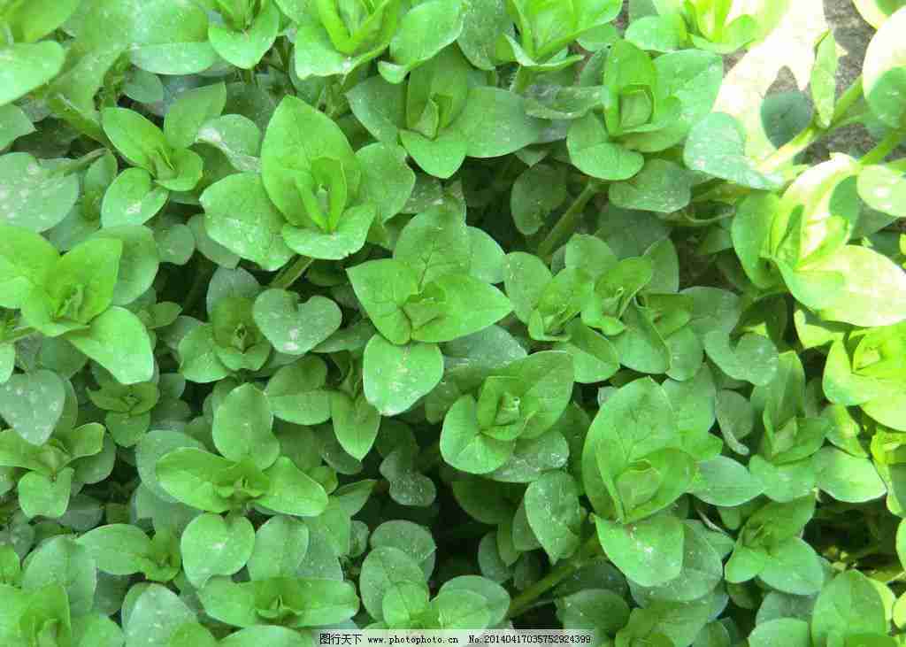 绿色植物装饰摄影图_