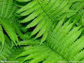 蕨类植物绿色摄影图_