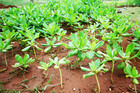 绿色植物|农作物|植物花草