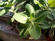 绿色植物花卉写真图片