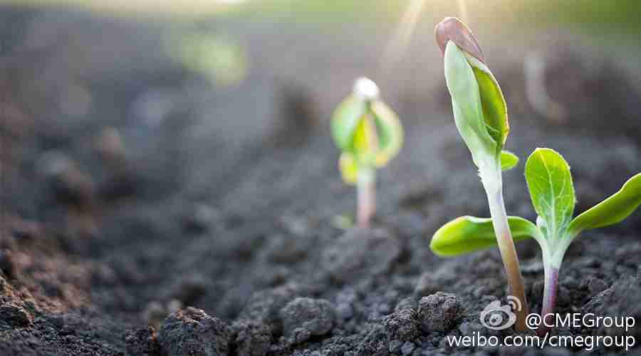 绿色植物生长自然海洛创意hellorfshutterstock