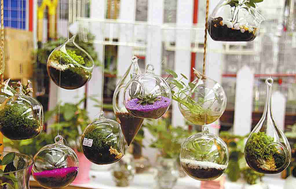 玻璃球绿色植物摄影图