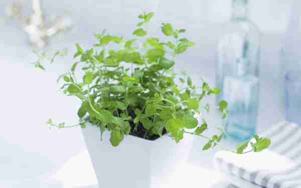 装修后室内绿色植物的选择