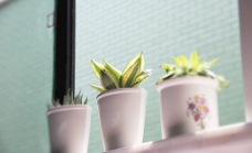 绿色植物图片免费下载