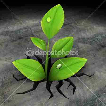 沥青的绿色植物