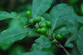绿色植物与浆果
