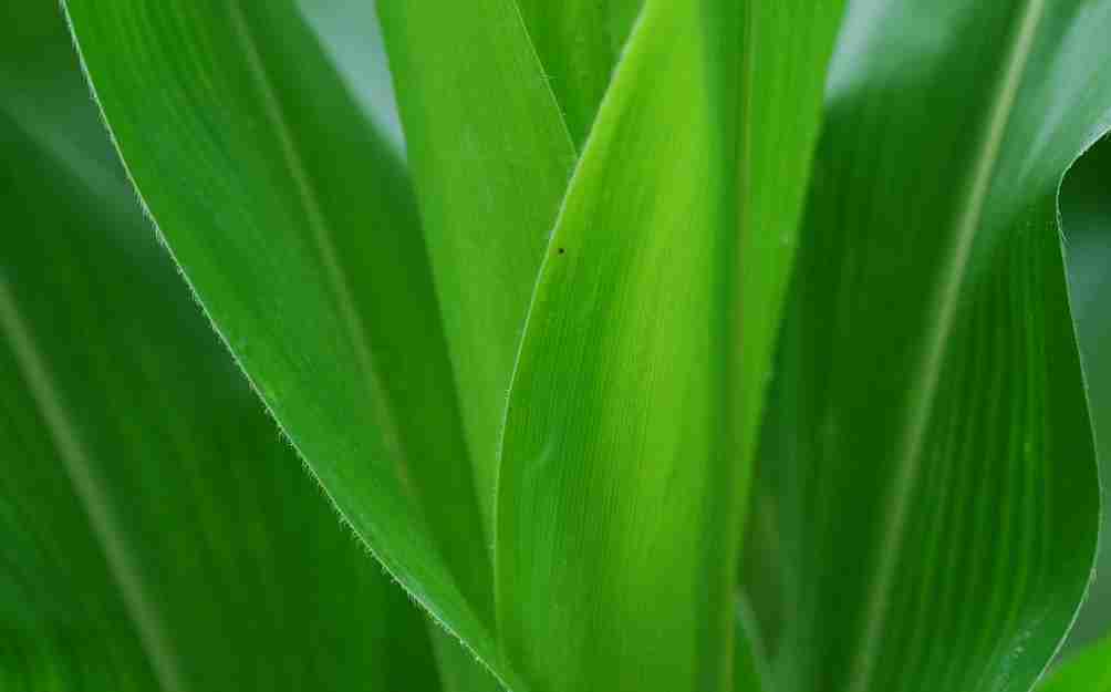 绿色植物摄影图