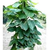 大叶绿色植物_图片搜索