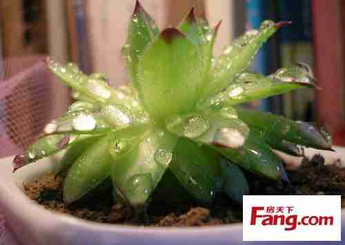 绿色植物青草水珠绿色