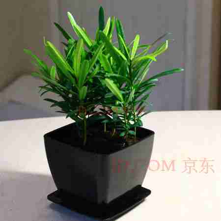 盆栽绿色植物_图片搜索