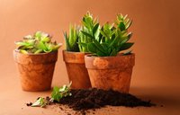 绿色盆栽植物高清图片