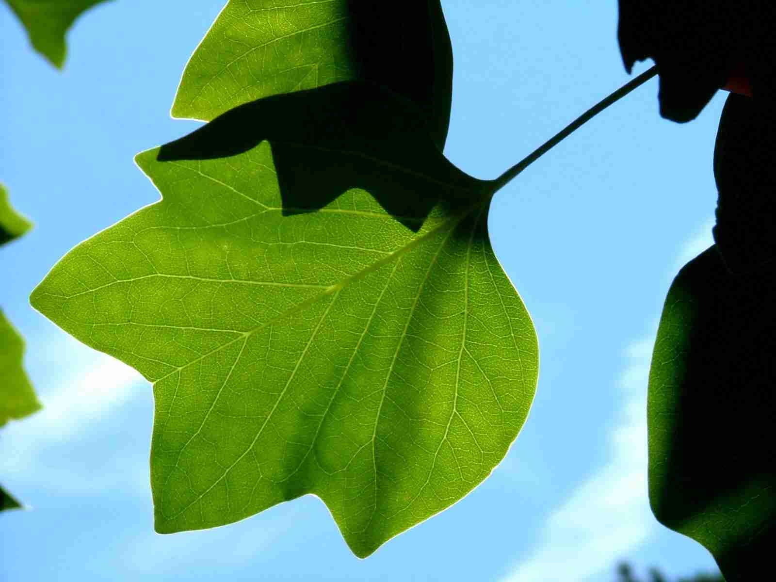 绿色植物_植物吧_