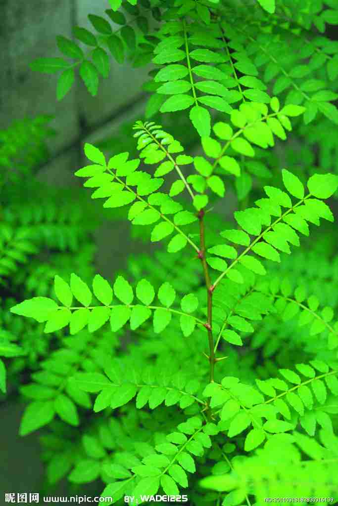 绿色植物图片|ppt背景图片