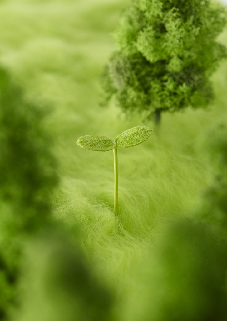 绿色植物发芽图片