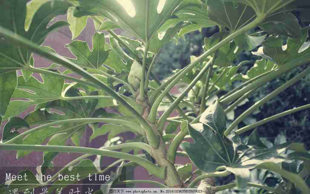 绿色植物时光摄影图__树木树叶