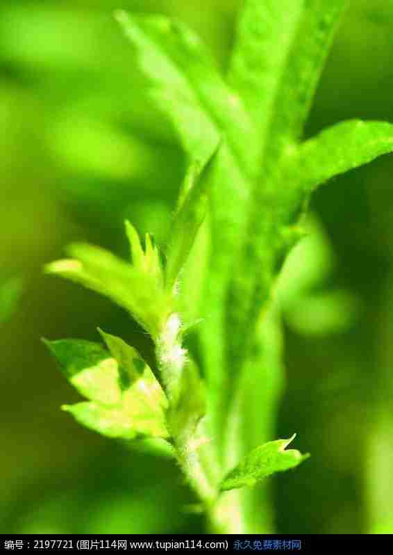 一株绿色植物顶端特写图片