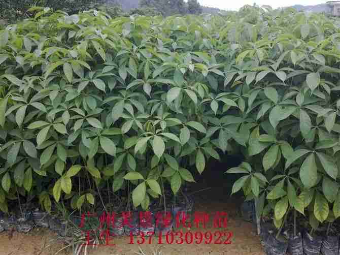 一下|植物|绿色