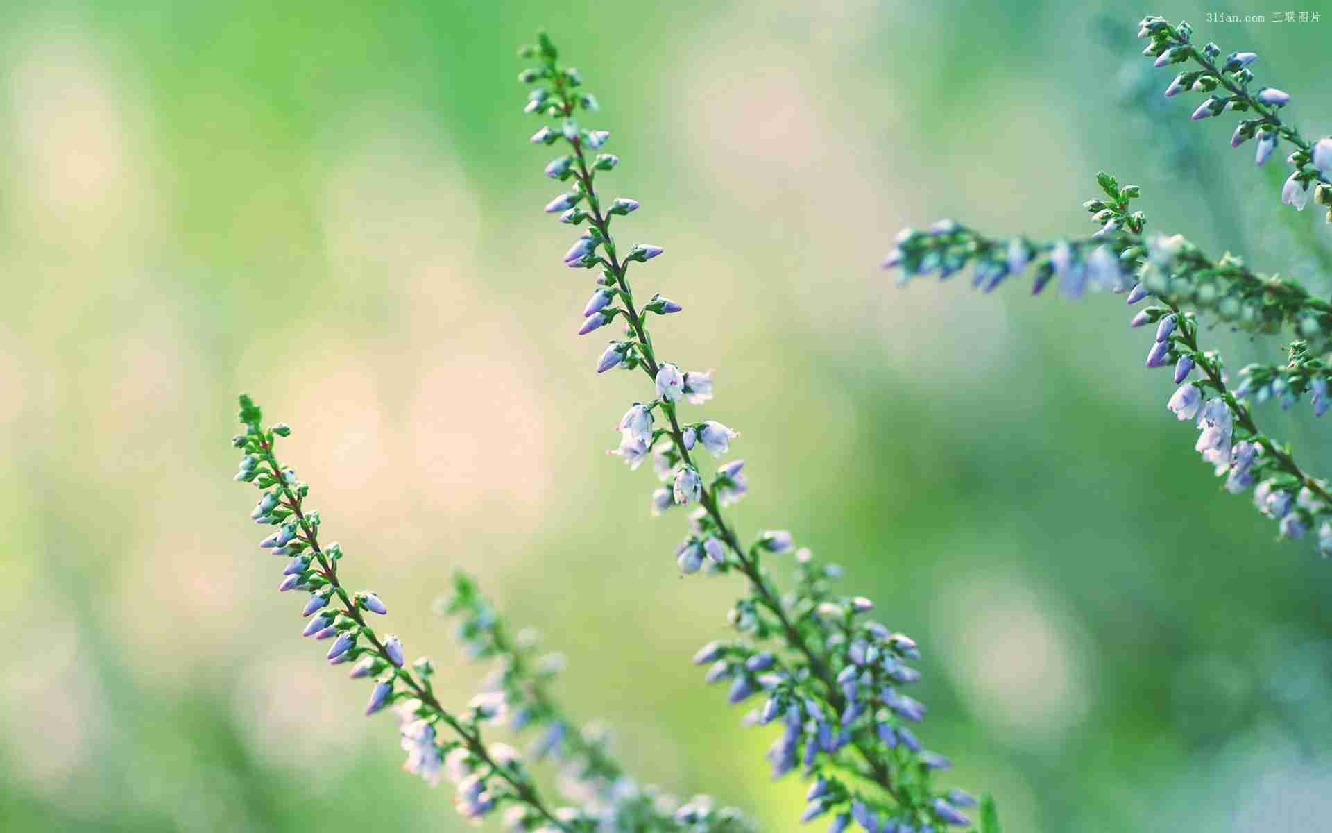 清新绿色护眼植物图片