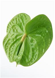 绿色植物图片素彩图片大全