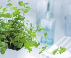 室内绿色植物选什么好