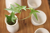 生机盎然的绿色植物
