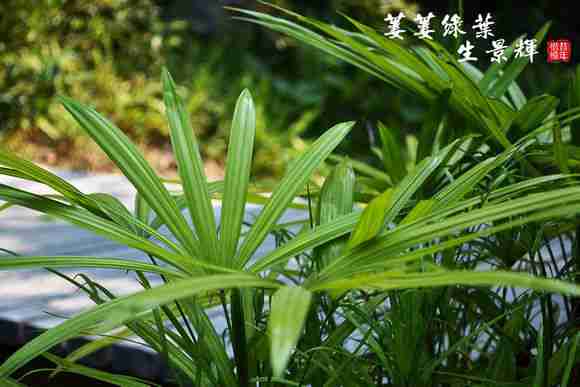 绿色植物的摄影