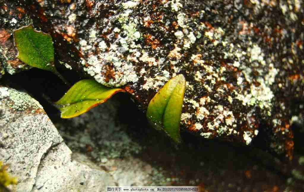 绿色植物摄影图__园林建筑