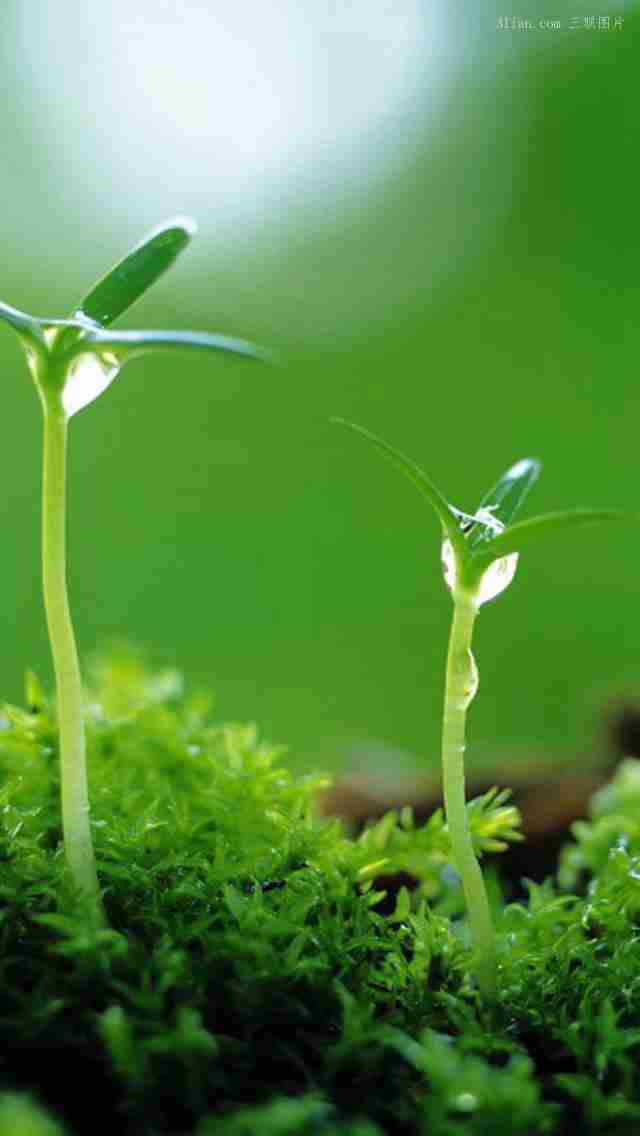 绿色植物小清新图片