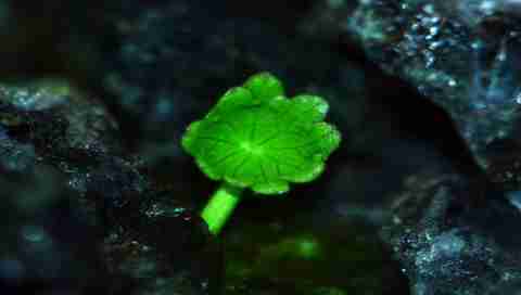 绿色植物系列绿色情意