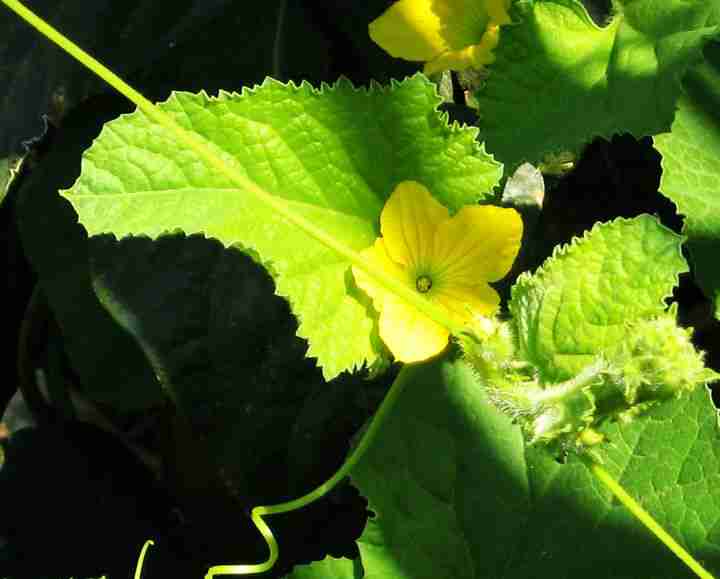 井区亮点·绿色植物