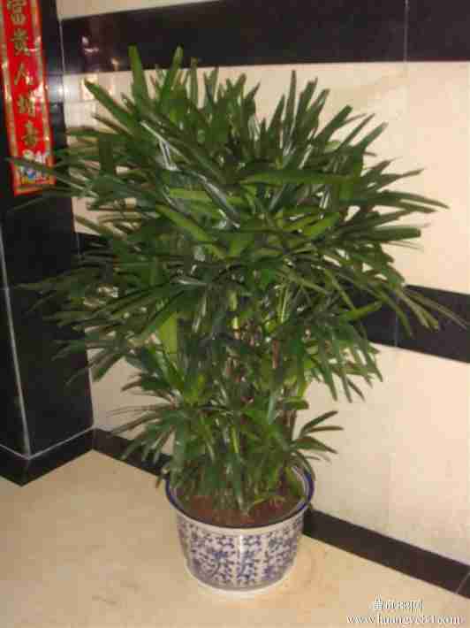 办公室绿色植物上海办公室绿色植物租赁