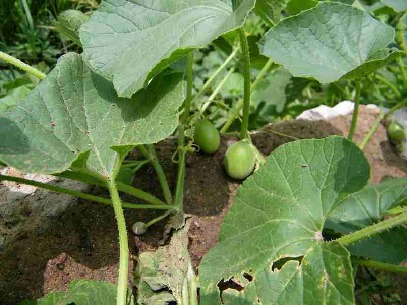 绿色植物_彭晴晴吧_