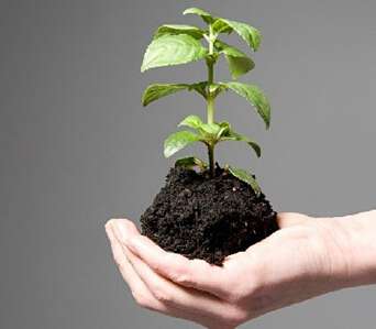 在家养一盆绿色植物