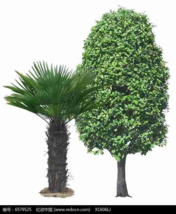 茂盛的绿色植物_植物