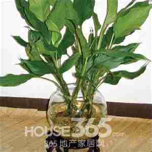 室内绿色植物不同室内环境的不同选择