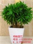 重庆绿色植物租摆_相关信息