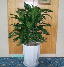 绿色植物花卉租摆|花卉租赁|绿植租摆|绿植养护