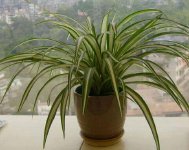 家居风水绿色植物的讲究