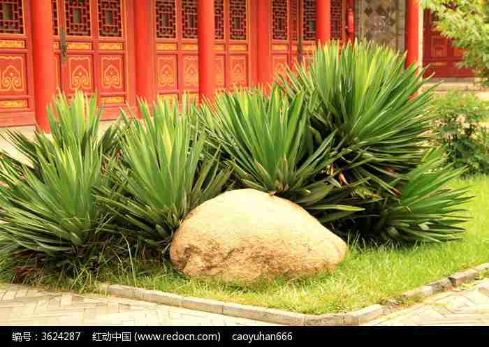 草地中的石块和绿色植物图片