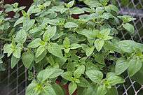 白木头上的绿色植物