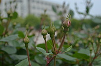 绿色植物图片_动物植物图片