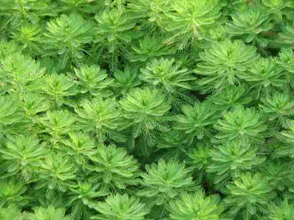 绿色植物构成的图案美摄影图片城市学院生态摄影