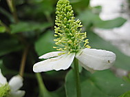 绿色植物特写模板下载图片编号