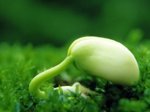 高清宽屏绿色植物