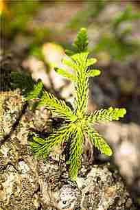 一棵绿色植物图片