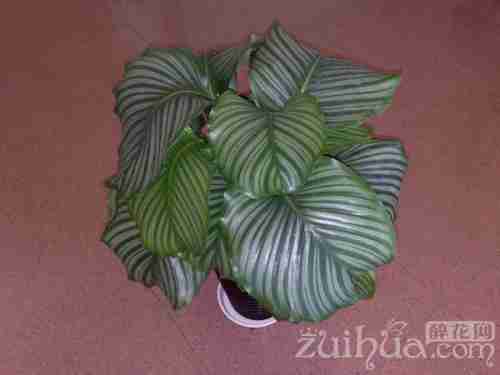 室内绿色植物名称